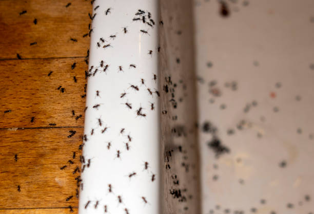 Best Pest Removal Services  in Wilmington Manor, DE