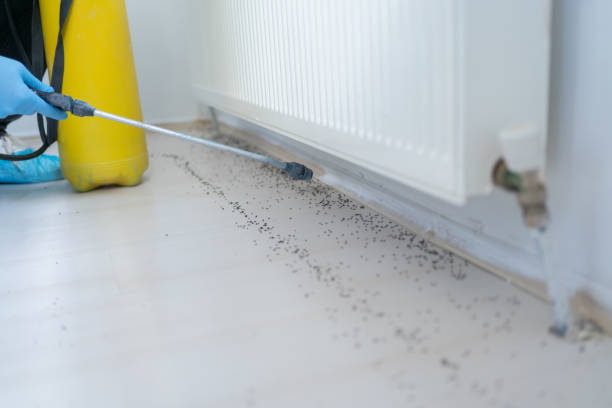 Best Termite Control Services  in Wilmington Manor, DE